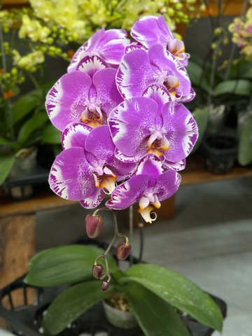 LAN HỒ ĐIỆP HỒNG ĐỘT BIẾN