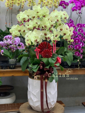 CHẬU HỒ ĐIỆP 10 CÀNH XANH CỐM