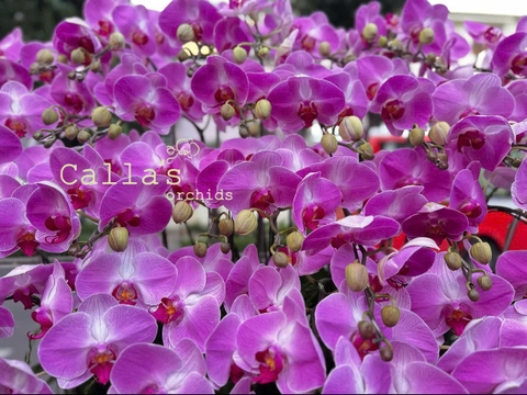 LŨA LAN 2 TẦNG 68 CÀNH LỘC PHÁT MIX TIỂU CẢNH