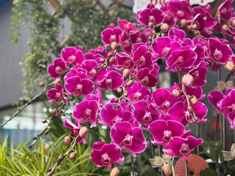 CHẬU HỒ ĐIỆP 20 CÀNH TÍM ĐỘT BIẾN