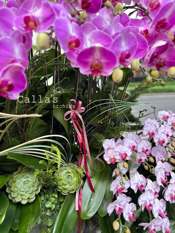 LŨA GỖ 68 CÀNH HỒ ĐIỆP MIX TIỂU CẢNH