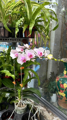 LAN HỒ ĐIỆP HỒNG SIZE TRUNG