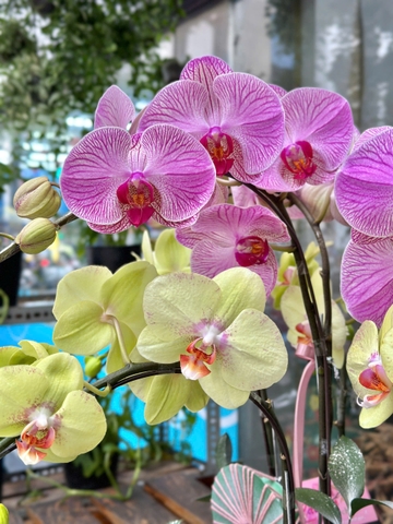 CHẬU 12 CÀNH HỒ ĐIỆP HỒNG ĐỘT BIẾN MIX VÀNG XANH - CẮM TRÒN