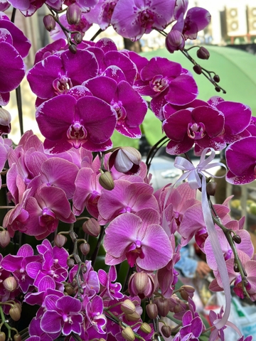 CHẬU LAN HỒ ĐIỆP 50 CÀNH MIX TIỂU CẢNH