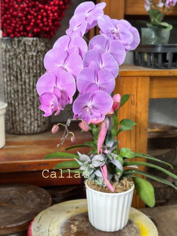 CHẬU 1 CÀNH HỒ ĐIỆP HỒNG