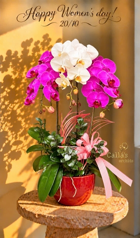 CHẬU LAN HỒ ĐIỆP CHÚC MỪNG 20/10