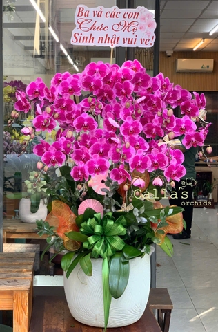 CHẬU 15 CÀNH HỒ ĐIỆP TÍM ĐỘT BIẾN