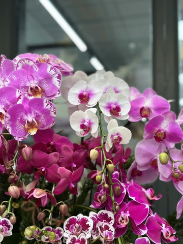 CHẬU LAN HỒ ĐIỆP 15 CÀNH MIX TIỂU CẢNH