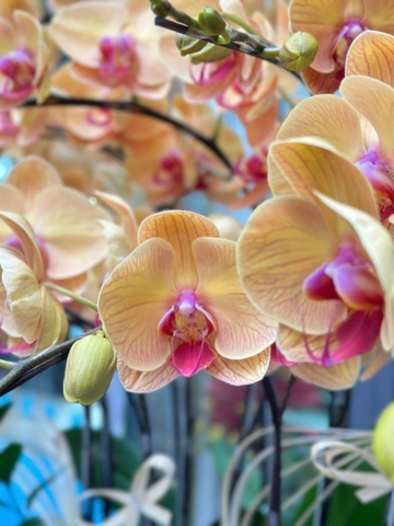 CHẬU 15 CÀNH HỒ ĐIỆP VÀNG ĐỒNG