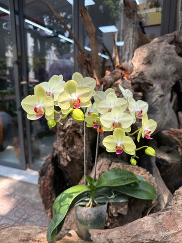 LAN HỒ ĐIỆP XANH SIZE TRUNG