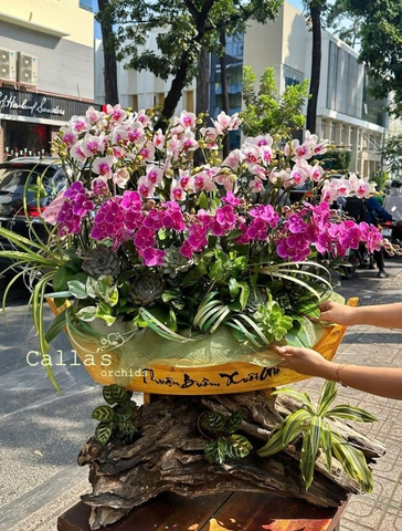 CHẬU LAN THUYỀN TRÊN LŨA - 25 GỐC MINI MIX TIỂU CẢNH