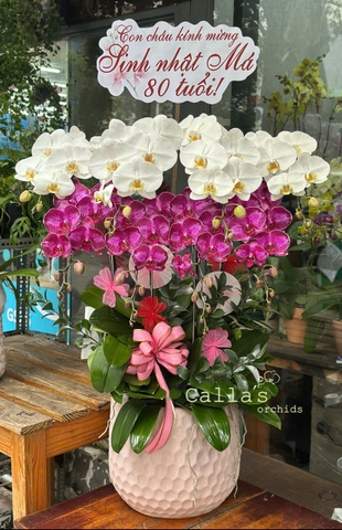 CHẬU LAN 8 CÀNH MIX TRẮNG VÀ TÍM ĐỘT BIẾN