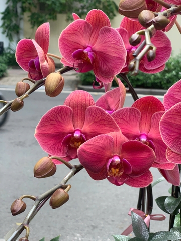 CHẬU 7 CÀNH HỒ ĐIỆP CAM