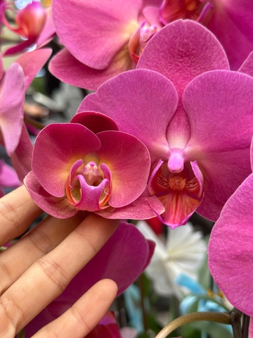 CHẬU LAN HỒ ĐIỆP 7 CÀNH HỒNG TRƠN