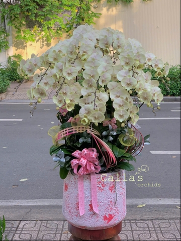 CHẬU HỒ ĐIỆP 15 CÀNH VÀNG LỢT
