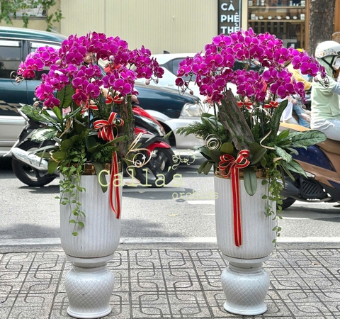 CHẬU LAN 8 CÀNH TÍM ĐỘT BIẾN MIX TIỂU CẢNH