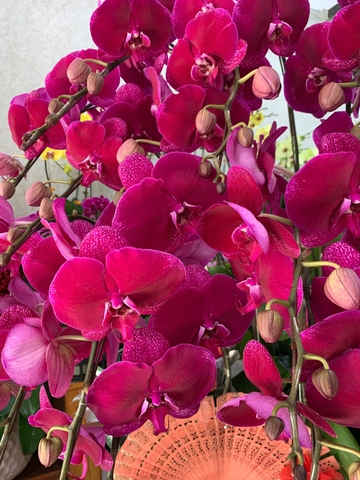 CHẬU 20 CÀNH HỒ ĐIỆP TÍM