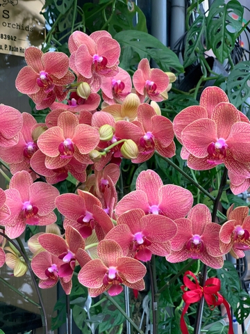 CHẬU 5 CÀNH HỒ ĐIỆP CAM GÂN
