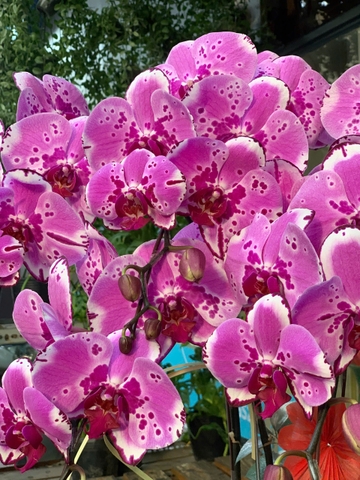 CHẬU HỒ ĐIỆP 5 CÀNH HỒNG ĐỘT BIẾN