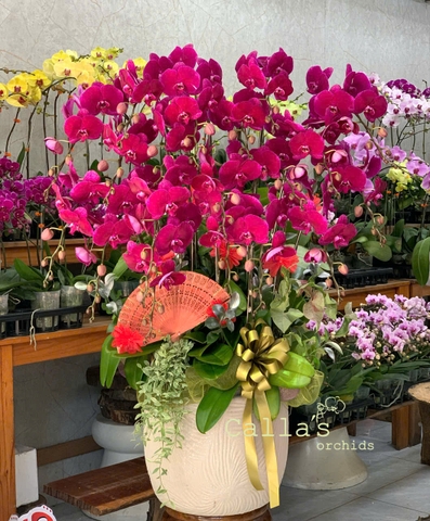 CHẬU 20 CÀNH HỒ ĐIỆP TÍM