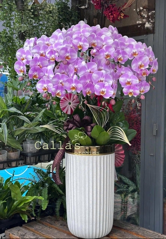 CHẬU HỒ ĐIỆP 9 CÀNH HỒNG TRƠN
