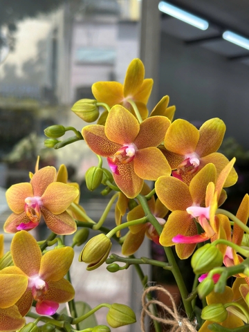CHẬU LAN TIỂU HỒ ĐIỆP VÀNG MIX TIỂU CẢNH