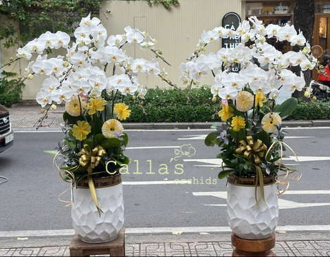CHẬU LAN 10 CÀNH TRẮNG LƯỠI VÀNG
