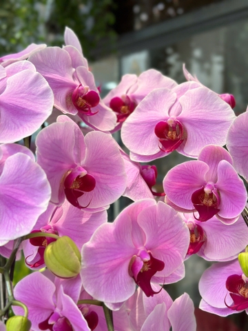 CHẬU HỒ ĐIỆP 9 CÀNH HỒNG TRƠN
