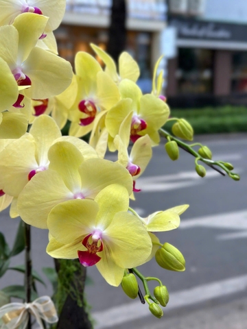 CHẬU LAN HỒ ĐIỆP 5 CÀNH VÀNG MAI