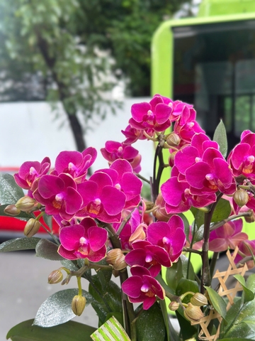 CHẬU HỒ ĐIỆP 3 GỐC 6 CÀNH MINI ĐỎ RƯỢU