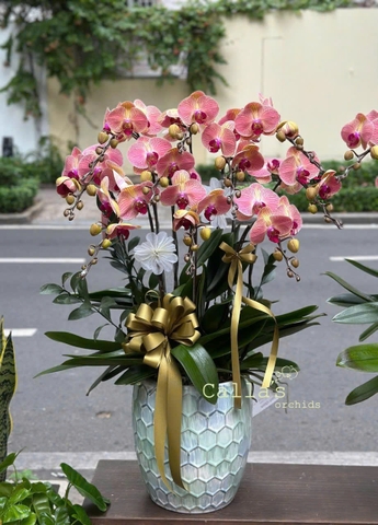 Chậu Lan Hồ Điệp Cam Gân 10 cành