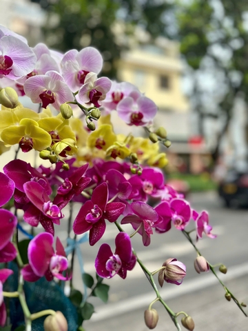CHẬU HỒ ĐIỆP 15 CÀNH MIX TÍM ĐỘT BIẾN - VÀNG - TRẮNG LƯỠI ĐỎ