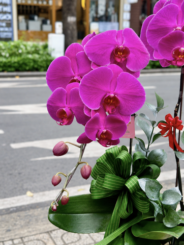 CHẬU 2 CÀNH HỒ ĐIỆP TÍM