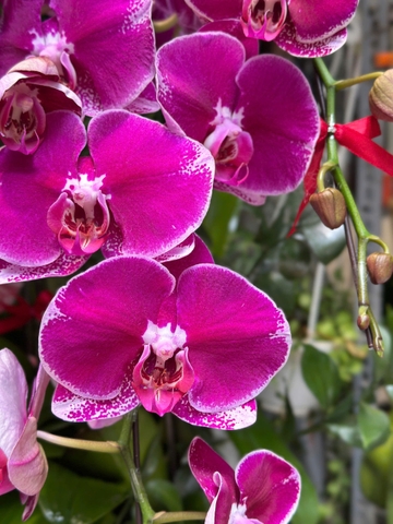 CHẬU 7 CÀNH HỒ ĐIỆP TÍM ĐỘT BIẾN