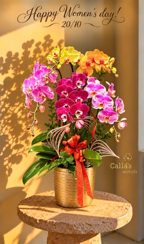 CHẬU 5 CÀNH HỒ ĐIỆP MIX MÀU CHÚC MỪNG 20/10