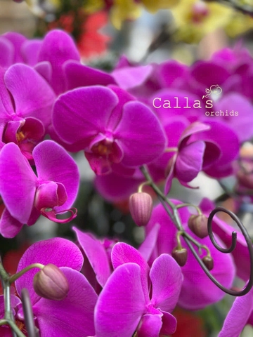 CHẬU LAN 20 CÀNH VÀNG MIX TÍM