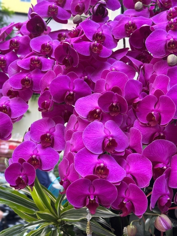 LŨA GỖ 68 CÀNH LAN HỒ ĐIỆP MIX TIỂU CẢNH
