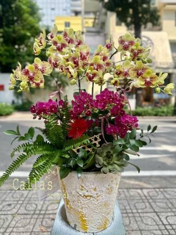 CHẬU 8 CÀNH HỒ ĐIỆP VÀNG ĐỘT BIẾN MIX MINI ĐỎ RƯỢU