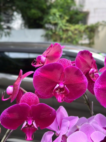 CHẬU LAN HỒ ĐIỆP 5 CÀNH TÍM MIX HỒNG