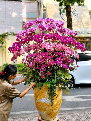 CHẬU LAN HỒ ĐIỆP 50 CÀNH MIX TIỂU CẢNH