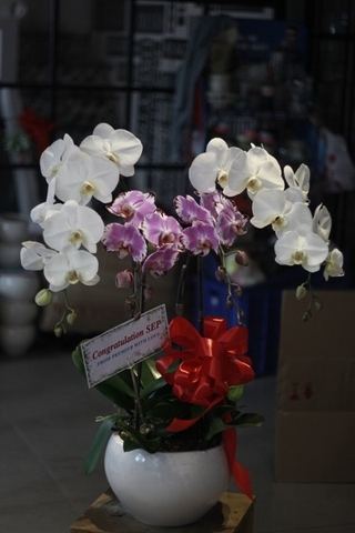 Hoa Sinh Nhật-TT-003-Mix