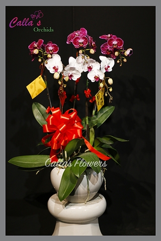 Hoa Tết-KTT_005-MIx-W