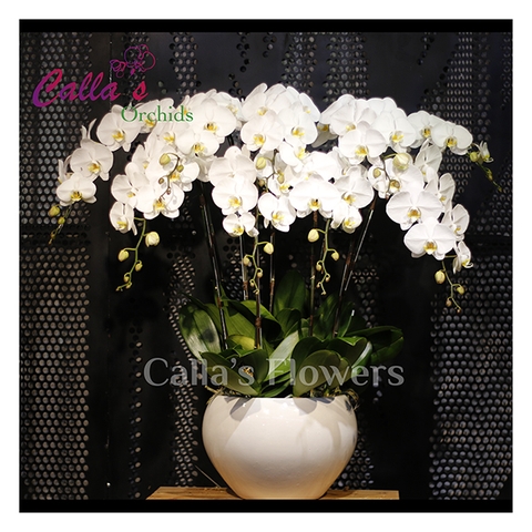 Hoa sinh nhật-KTT-009-Tr