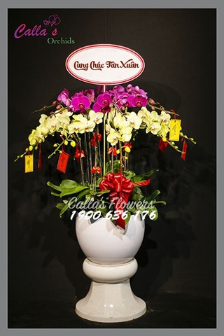 Hoa Tết-KTT-019-Mix-W