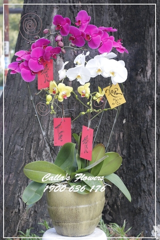 Hoa Tết -TT-005-Mix