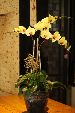 Lan hồ điệp TT-003-Va