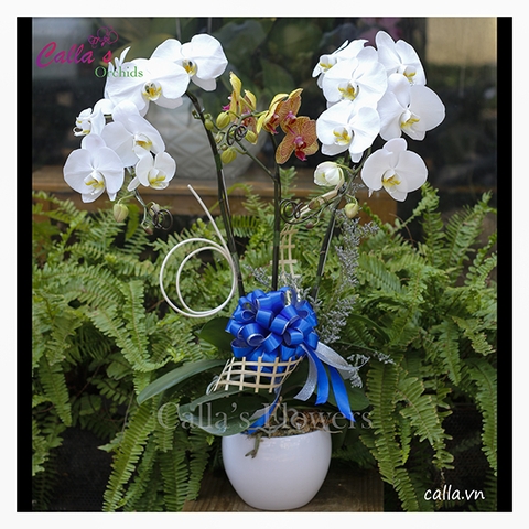 Hoa Sinh Nhật -TT-002-Mix