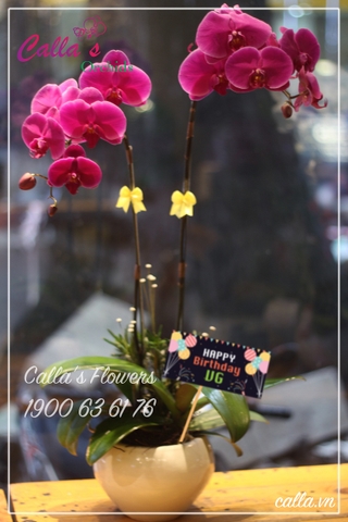 Hoa Sinh Nhật - TT-002-Ti HBBD