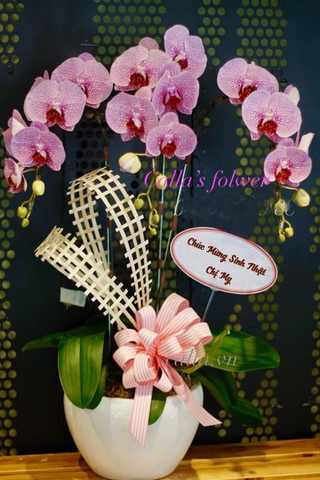 Hoa sinh nhật - TT-003-Ho