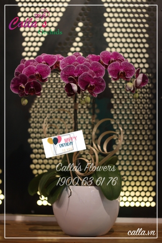 Hoa Sinh Nhật - TT-003-La HBBD